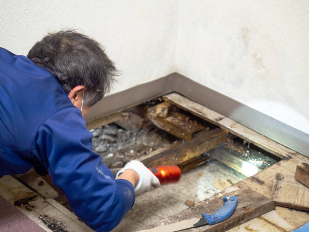 Best Basement Mold Remediation in South Jacksonvle, IL