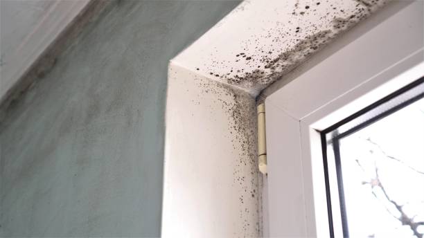 Best Health and Safety Mold Remediation in South Jacksonvle, IL