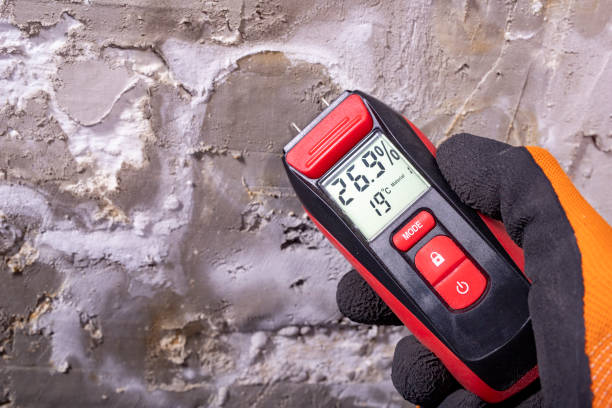 Best Residential Mold Remediation in South Jacksonvle, IL