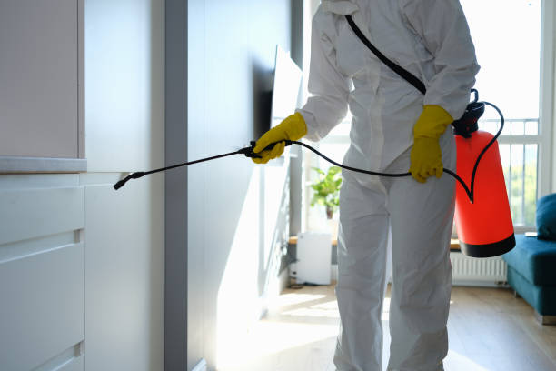 Best Insurance-Related Mold Remediation in South Jacksonvle, IL