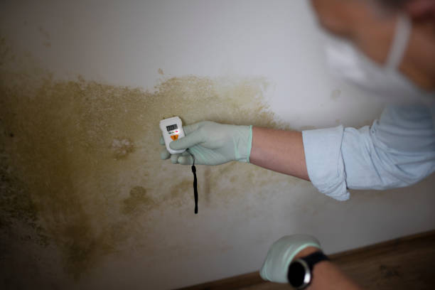 Trusted South Jacksonville, IL Mold Remediation Experts