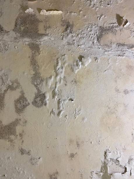 Best Commercial Mold Remediation in South Jacksonvle, IL
