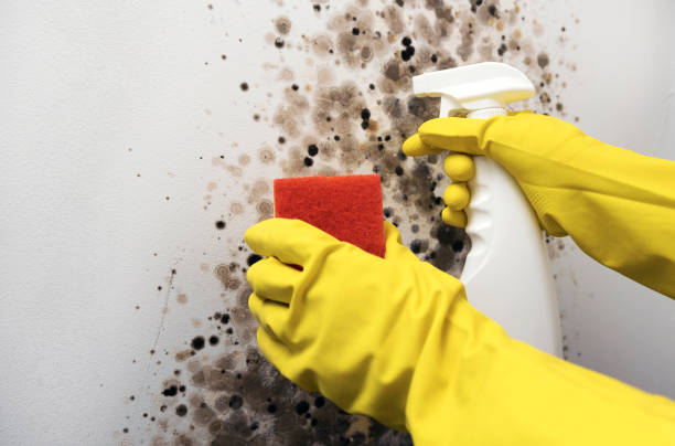 Best Residential Mold Remediation in South Jacksonvle, IL