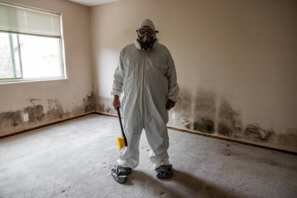 Best Preventive Mold Services in South Jacksonvle, IL