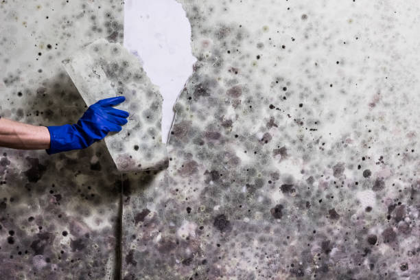 Best Localized Mold Remediation (e.g., coastal areas, humid climates) in South Jacksonvle, IL